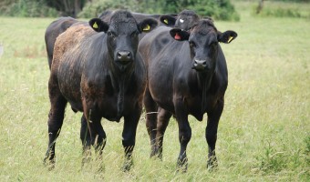Rocking B cattle